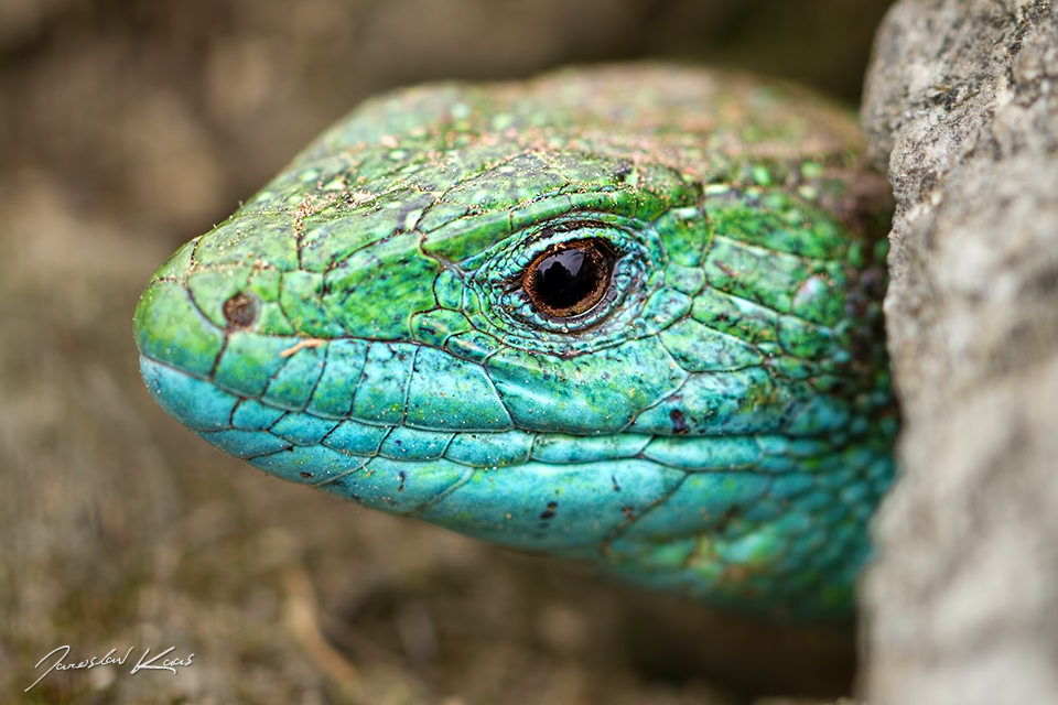 Ještěrka zelená středoevropská, samec / Lacerta viridis viridis, male / Green Lizard, Národní park Podyjí