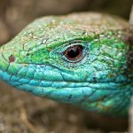 Ještěrka zelená středoevropská, samec / Lacerta viridis viridis, male / Green Lizard, Národní park Podyjí