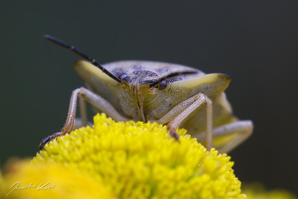 Kněžice rohatá (Carpocoris fuscispinus), Plzeň, Radčický les