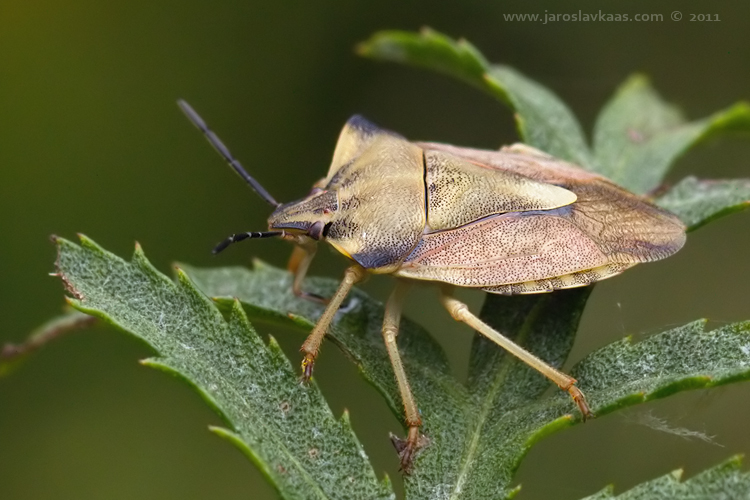 Kněžice rohatá (Carpocoris fuscispinus), Radčický les