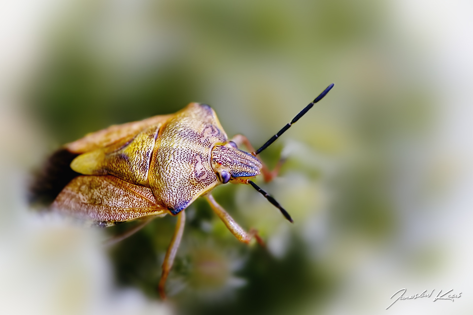 Kněžice měnlivá (Carpocoris pudicus), Plzeň, Radčický les