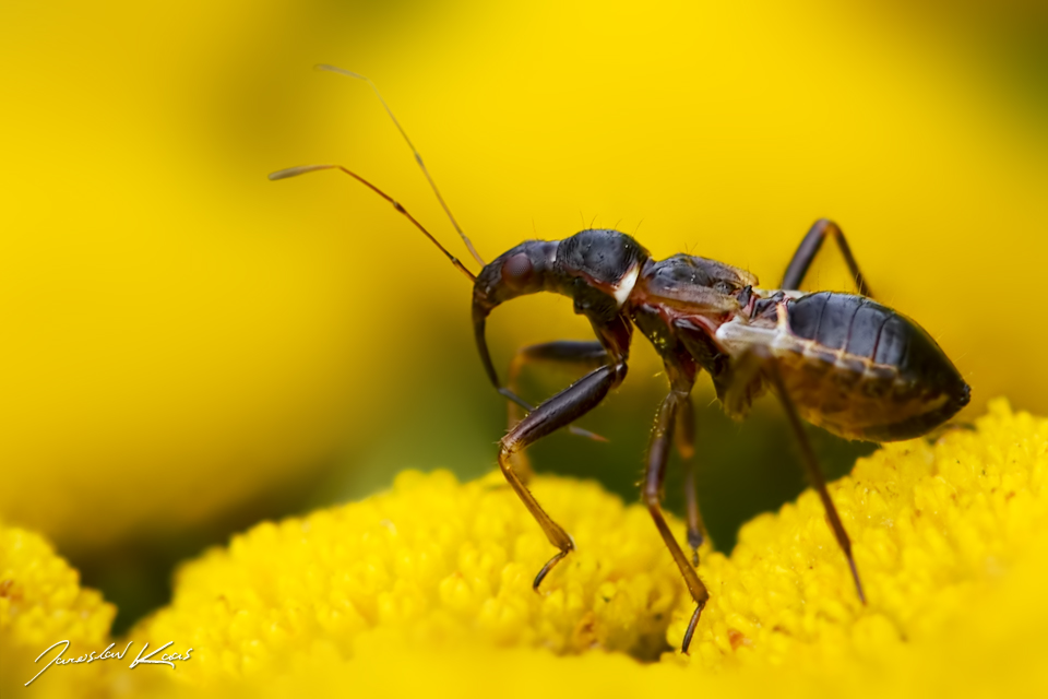 Lovčice mravenčí - nymfa (Himacerus mirmicoides - late instar nymph), Plzeň, Radčický les