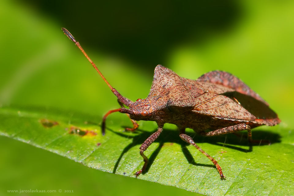 Vroubenka smrdutá (Coreus marginatus), Plzeň - Radčice