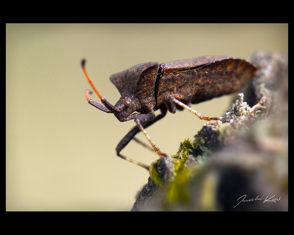 Vroubenka smrdutá (Coreus marginatus), Chlumská hora