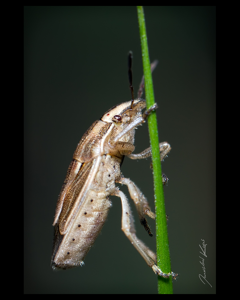 Kněžice kuželovitá (Aelia acuminata), Hradišťany