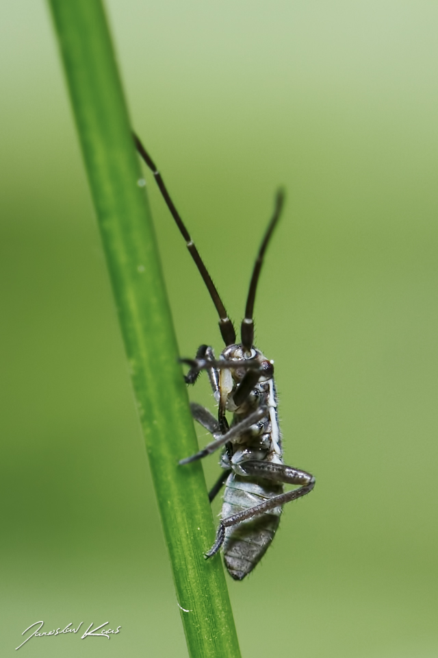 Klopuška hnědožlutá - nymfa, třetí instar (Leptopterna dolabrata - 3rd instar nymph), Chlumská hora