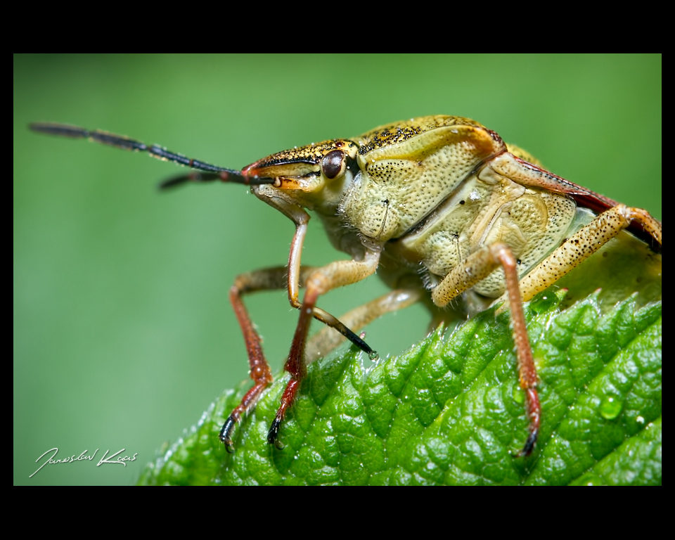 Kněžice měnlivá (Carpocoris pudicus), Staňkov - Krchleby