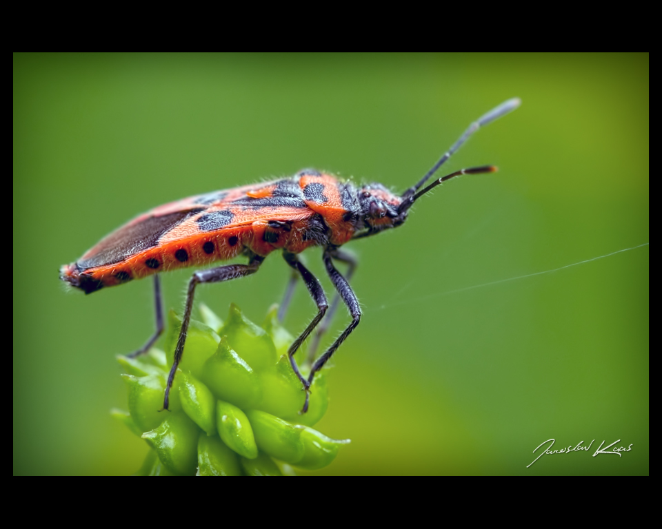 Vroubenka červená (Corizus hyoscyami), Hradišťany