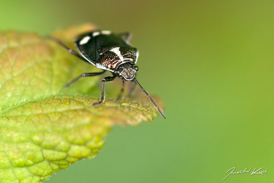 Kněžice zelná (Eurydema oleracea), Hradišťany