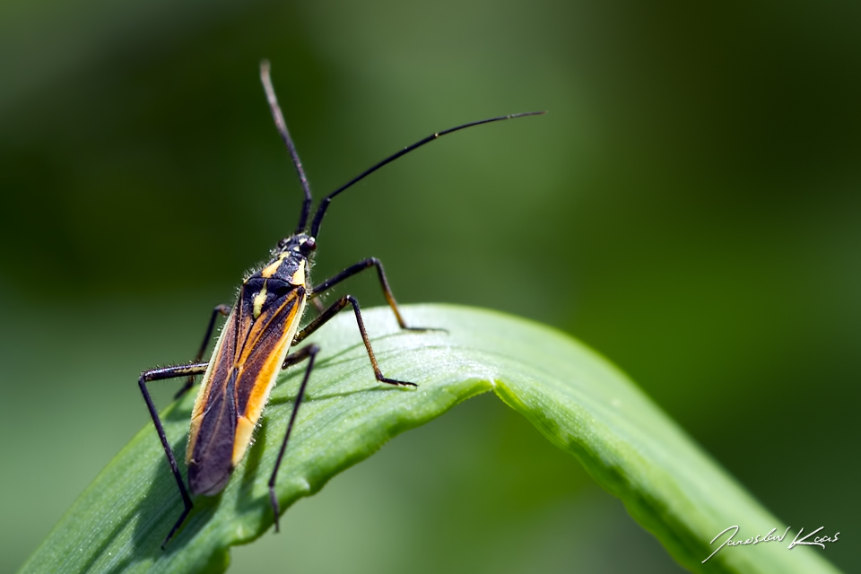 Klopuška hnědožlutá - samec (Leptopterna dolabrata - male), Staňkov