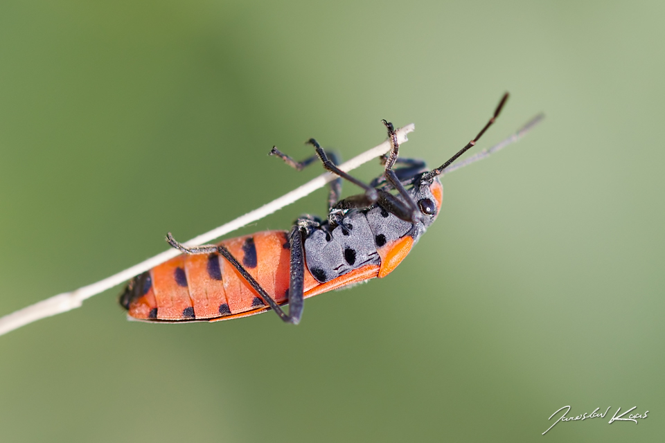 Ploštička pestrá (Lygaeus equestris), CHKO Pálava, NPR Tabulová