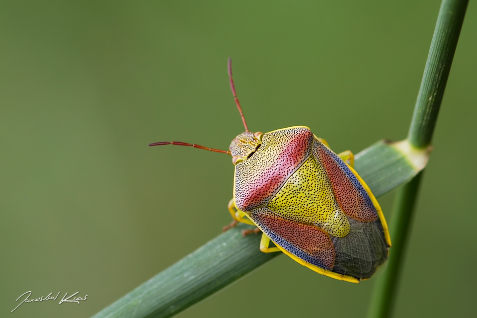 Piezodorus lituratus var. alliaceus, CHKO Pálava, PP Kočičí skála