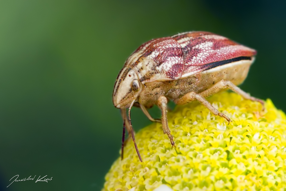 Kněžice rudopásá / Odontotarsus purpureolineatus, CHKO Pálava, PP Kočičí skála