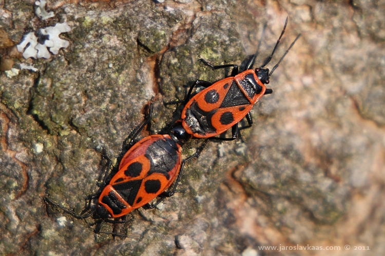 Ruměnice pospolná (Pyrrhocoris apterus), Hradišťany