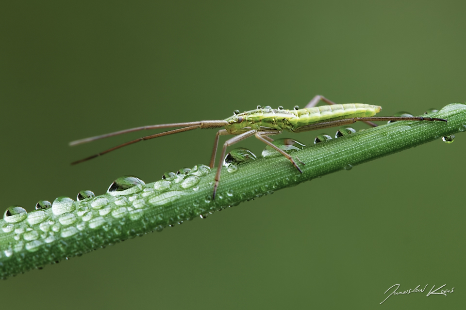 Klopuška - nymfa (Notostira elongata - nymph), Hradišťany