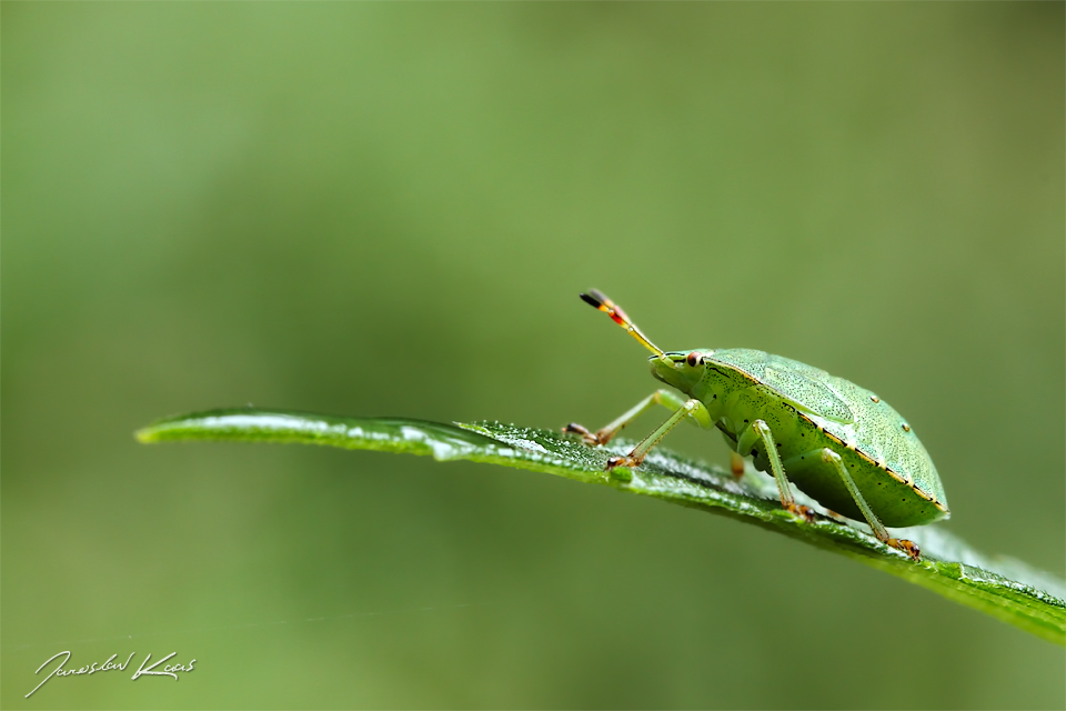 Kněžice zelená - nymfa (Palomena viridissima - nymph), Hradišťany