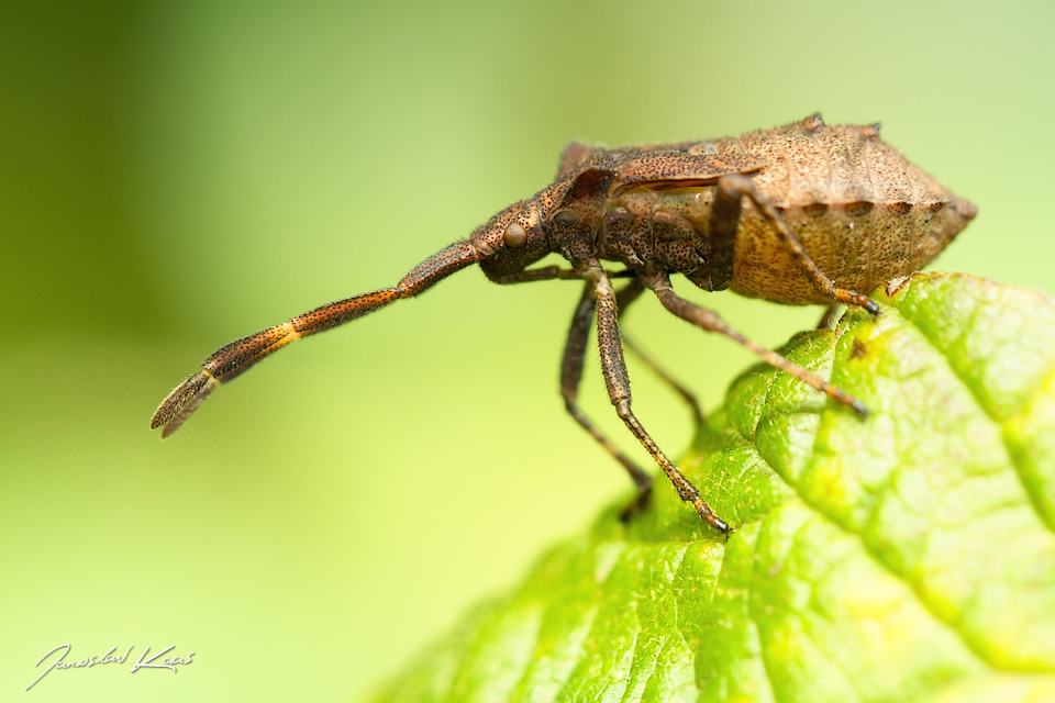 Vroubenka smrdutá - nymfa (Coreus marginatus - late instar nymph), Chlumská hora