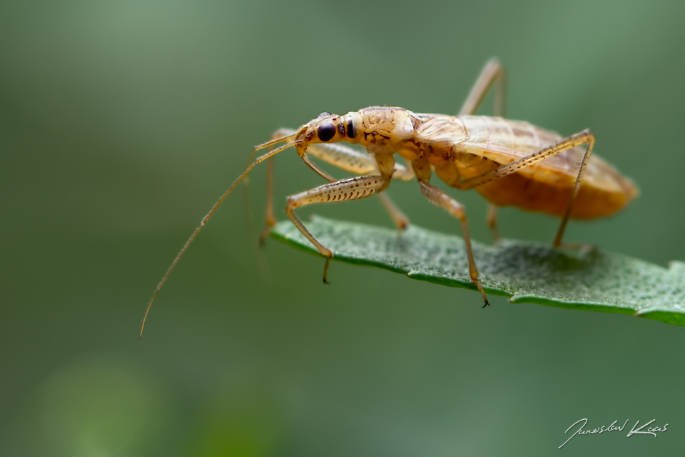 Lovčice - samice (Nabis limbatus - female), Chlumská hora