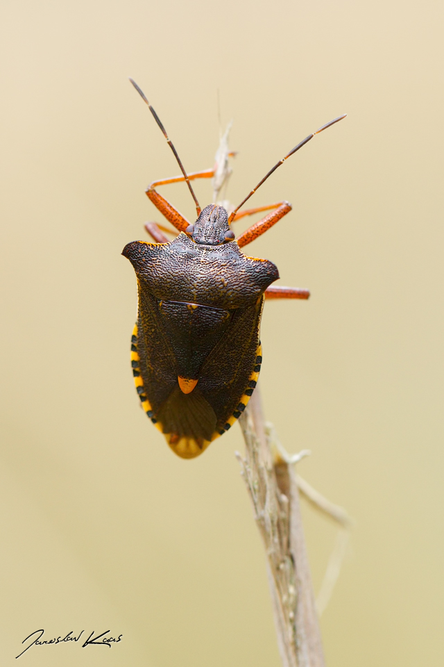 Kněžice rudonohá (Pentatoma rufipes), Chlumská hora