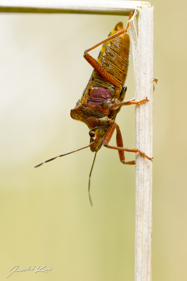 Kněžice rudonohá / Pentatoma rufipes / Forest Bug, Chlumská hora