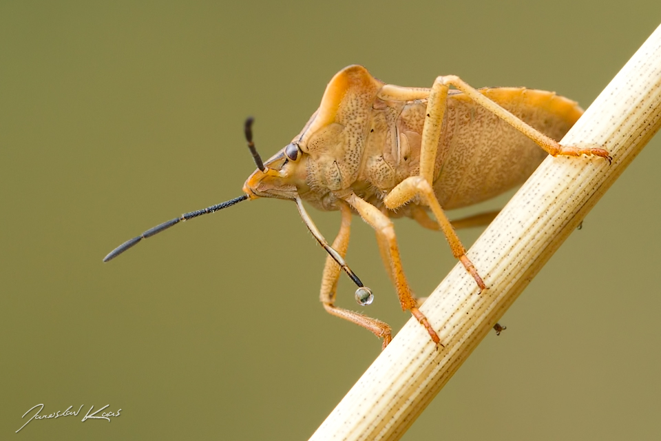 Kněžice rohatá (Carpocoris fuscispinus), Chlumská hora