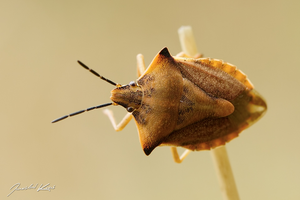 Kněžice rohatá / Carpocoris fuscispinus, Chlumská hora