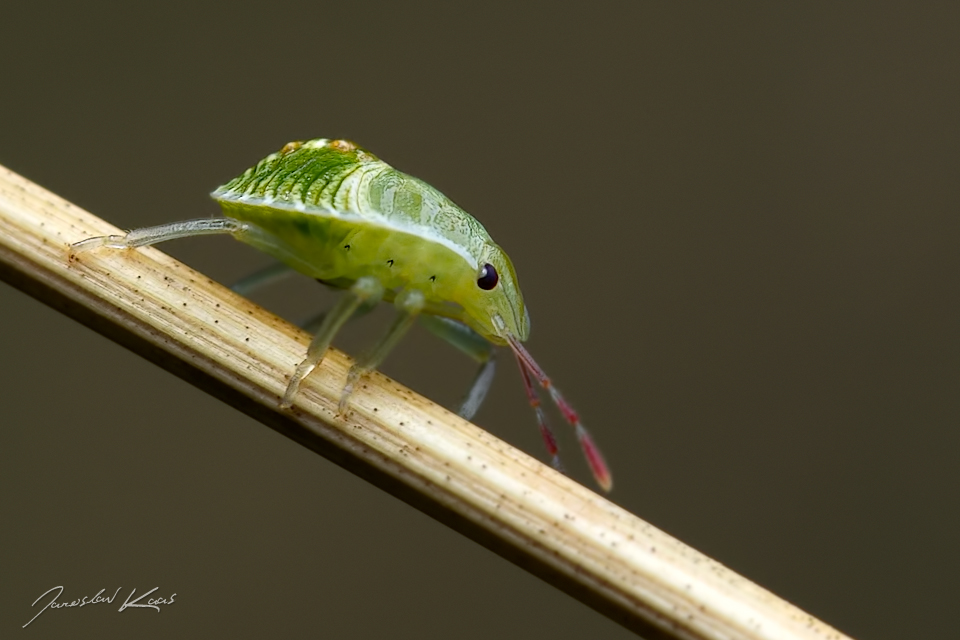 Kněžice trávozelená - nymfa / Palomena prasina - nymph / Green Shield Bug, Chlumská hora