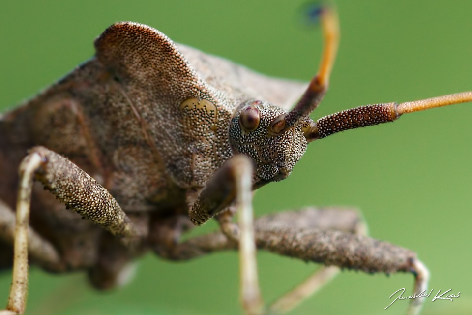 Vroubenka smrdutá / Coreus marginatus / Dock Bug, PřP Česká Kanada