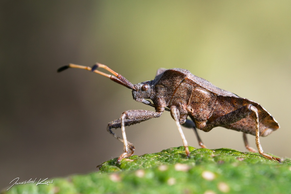 Vroubenka smrdutá (Coreus marginatus), PřP Česká Kanada