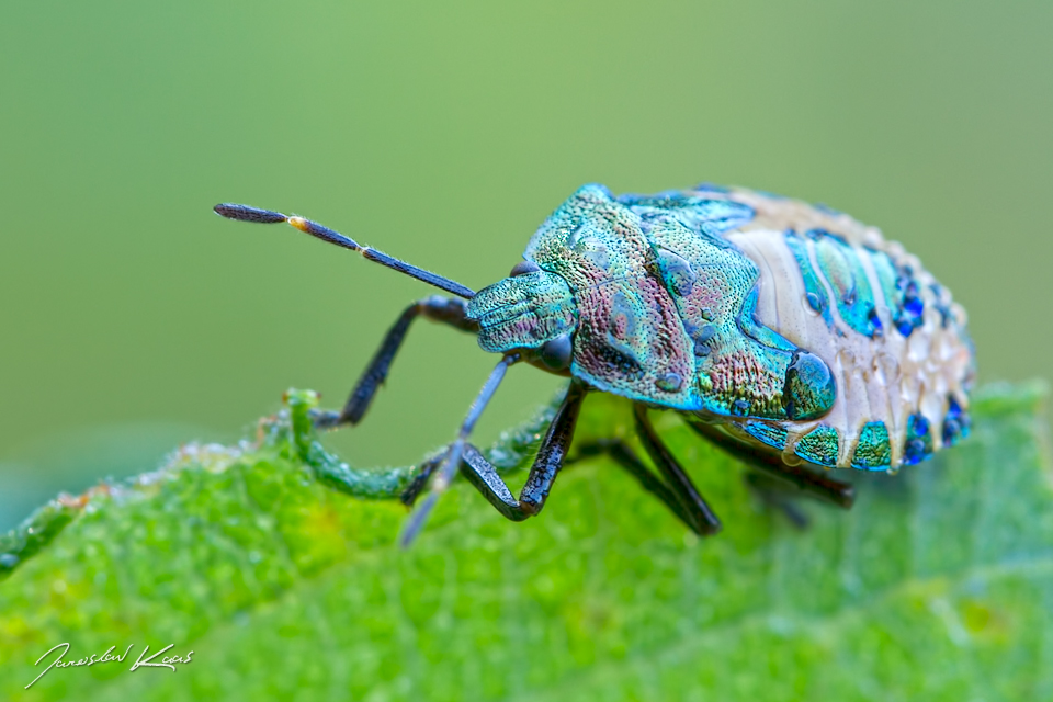 Kněžice zrnitá - nymfa (Troilus luridus - final instar nymph), PřP Česká Kanada