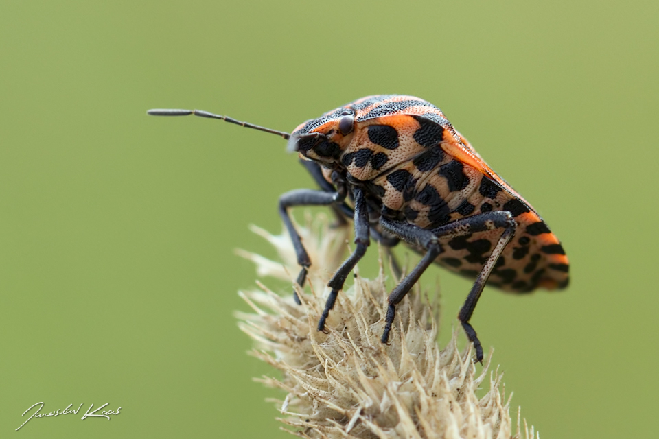 Kněžice pásovaná (Graphosoma italicum), Hradišťany