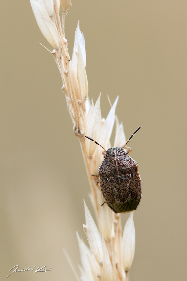 Kněžice (Neottiglossa pusilla), Chlumská hora