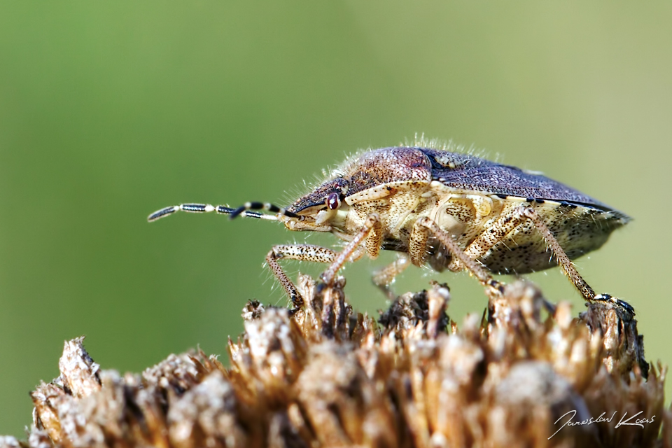 Kněžice chlupatá (Dolycoris baccarum), Chlumská hora