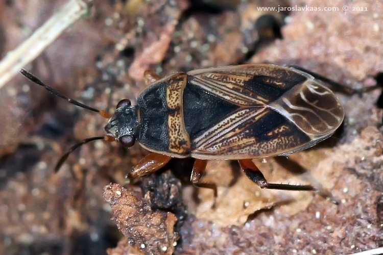 Ploštička obecná (Rhyparochromus vulgaris), Hradišťany