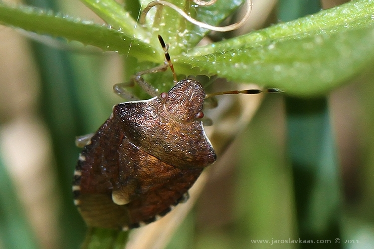 Kněžice (Holcostethus strictus), Hradišťany