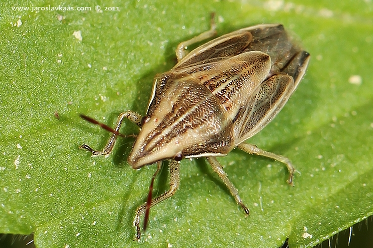 Kněžice kuželovitá (Aelia acuminata), Hradišťany