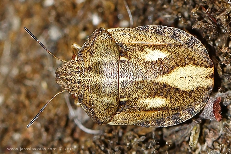 Kněžice (Eurygaster testudinaria), Hradišťany