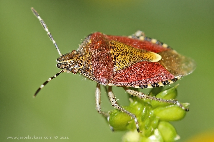 Kněžice chlupatá (Dolycoris baccarum), Hradišťany