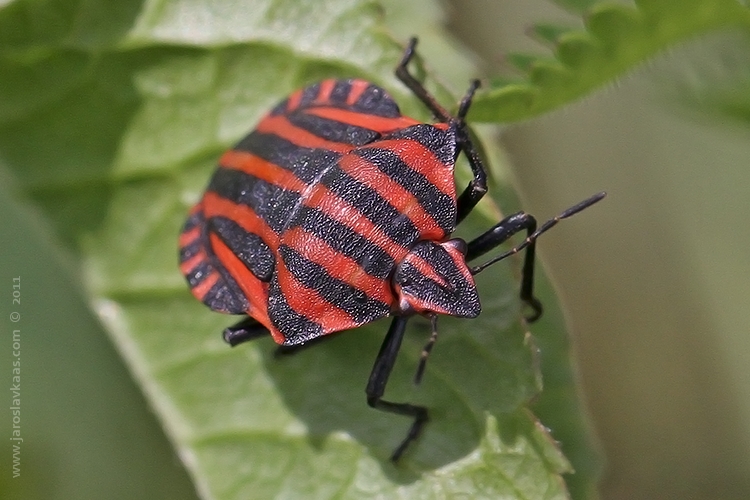 Kněžice pásovaná (Graphosoma italicum), Hradišťany