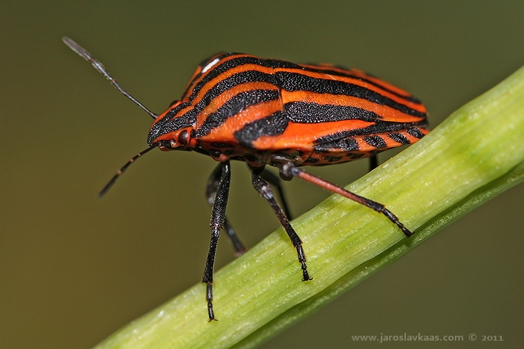 Kněžice pásovaná (Graphosoma italicum), Hradišťany