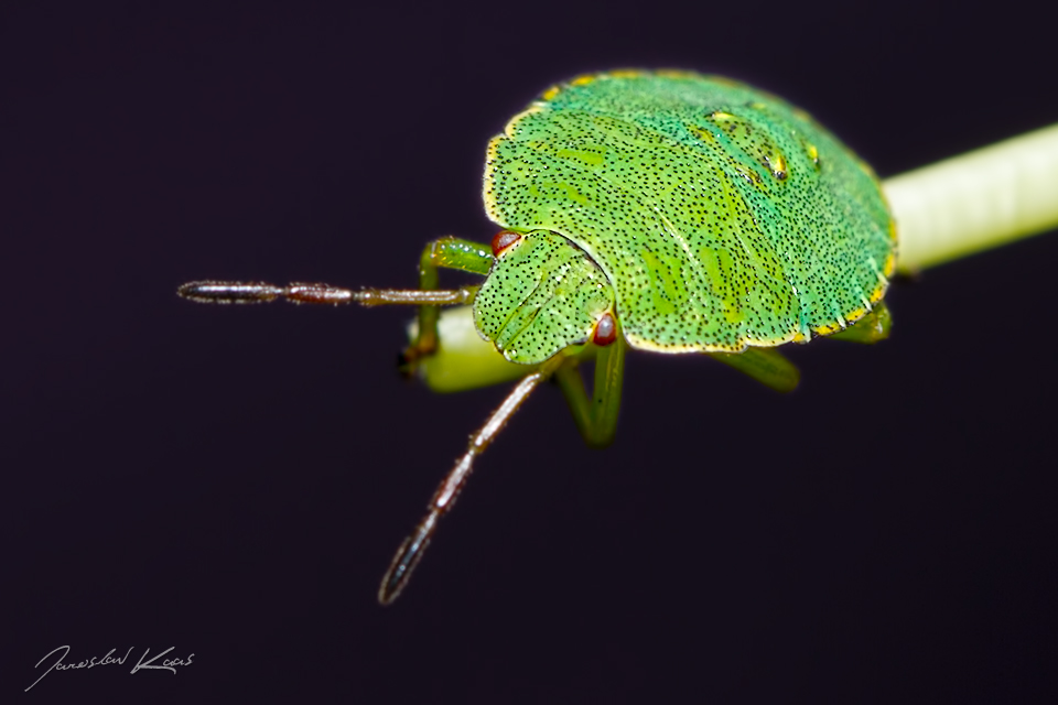 Kněžice trávozelená - nymfa (Palomena prasina - nymph), Hradišťany