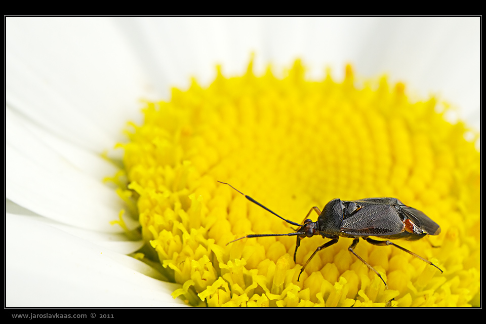 Klopuška měnlivá - samec (Deraeocoris ruber - male), Hradišťany