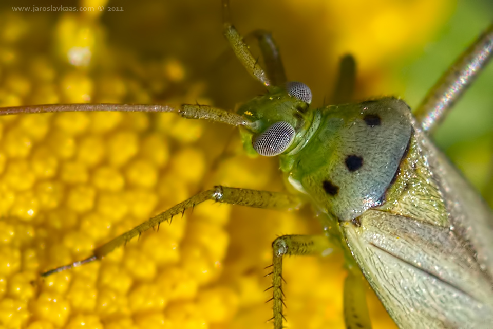 Klopuška (Adelphocoris quadripunctatus), Radčický les