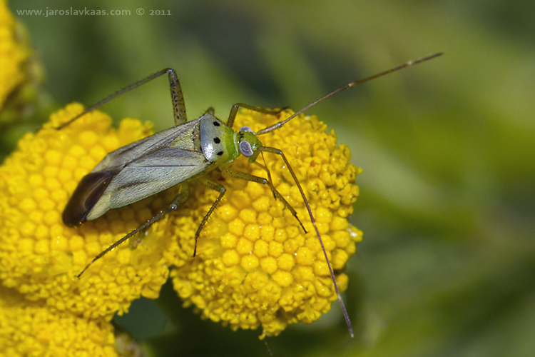 Klopuška (Adelphocoris quadripunctatus), Radčický les