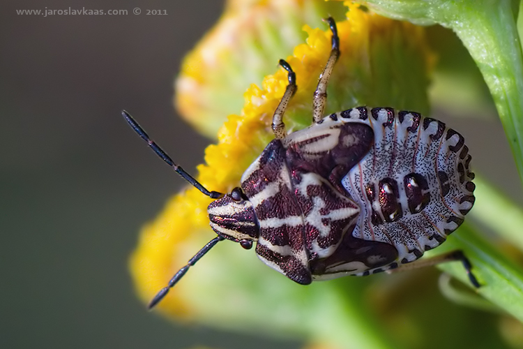 Kněžice měnlivá - larva (Carpocoris pudicus - nymph), Radčický les