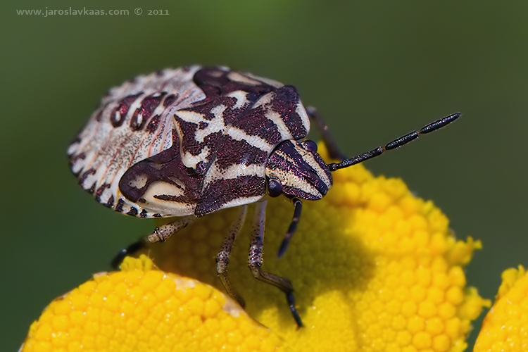 Kněžice měnlivá - larva (Carpocoris pudicus - nymph), Radčický les