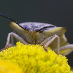 Kněžice rohatá (Carpocoris fuscispinus), Plzeň, Radčický les