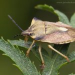 Kněžice rohatá (Carpocoris fuscispinus), Radčický les