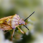 Kněžice měnlivá (Carpocoris pudicus), Plzeň, Radčický les