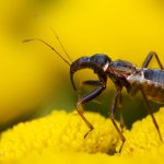 Lovčice mravenčí - nymfa (Himacerus mirmicoides - late instar nymph), Plzeň, Radčický les